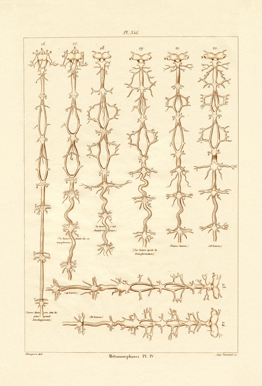 Metamorfos, 1833-39 av French School