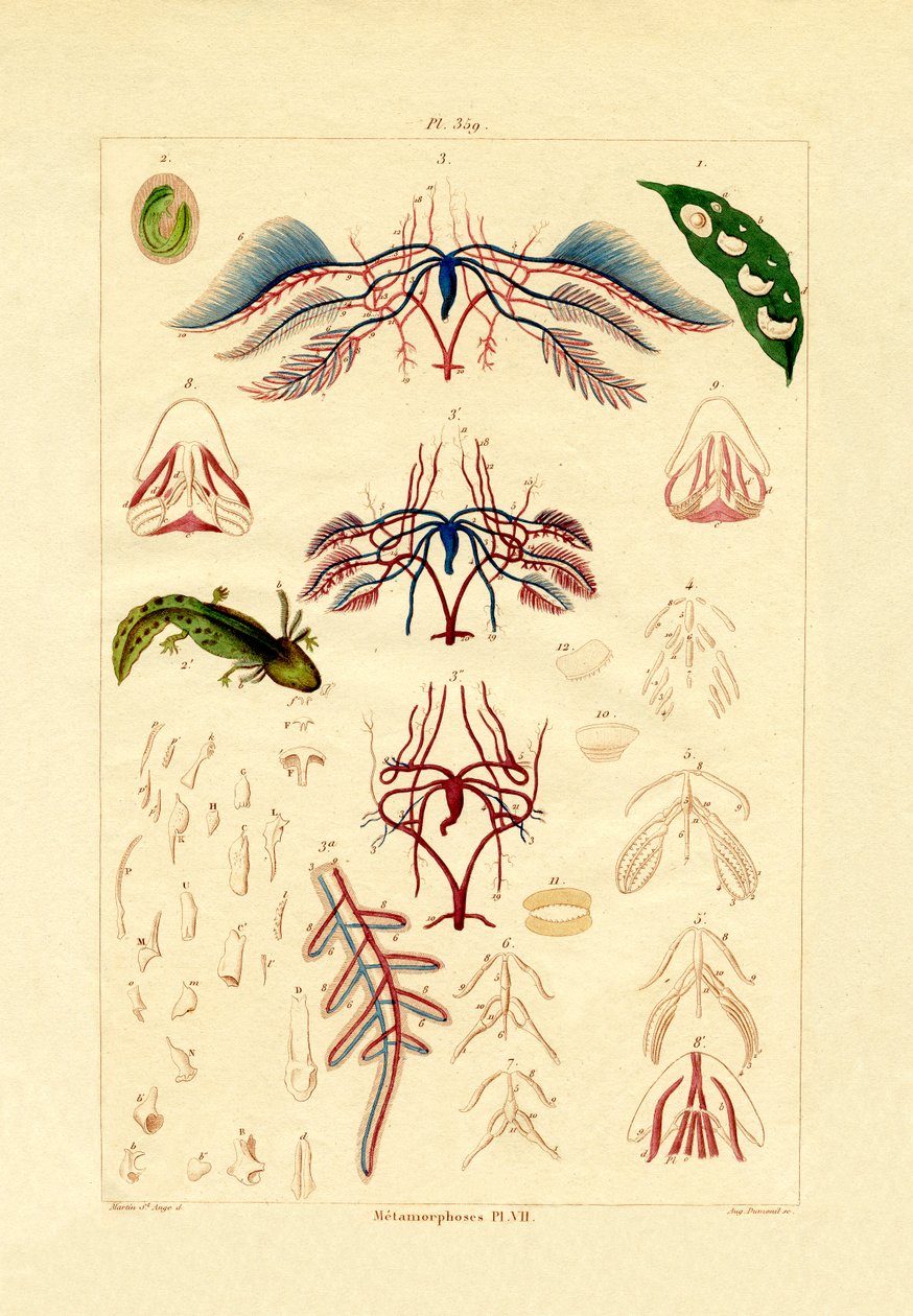 Metamorfos, 1833-39 av French School