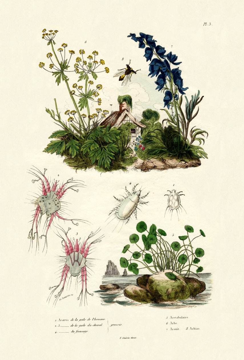 Kvalster, 1833-39 av French School