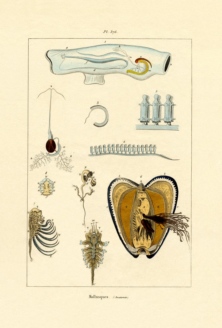 Mollusker, 1833-39 av French School