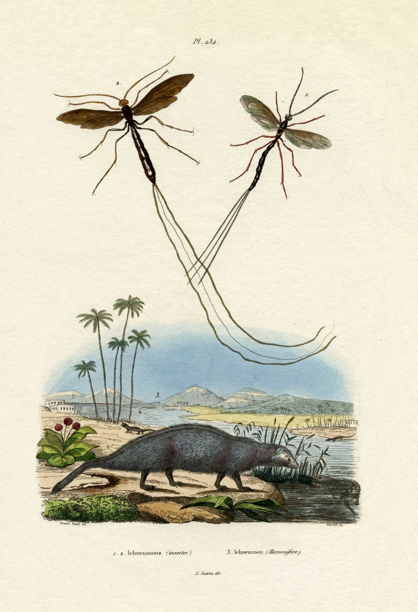 Mongoose, 1833-39 av French School