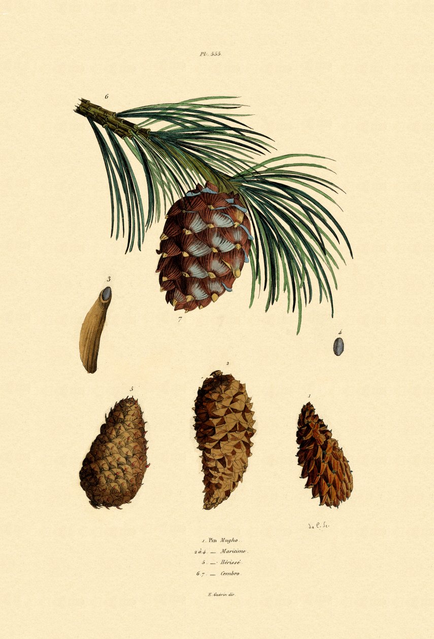 Bergsfura, 1833-39 av French School