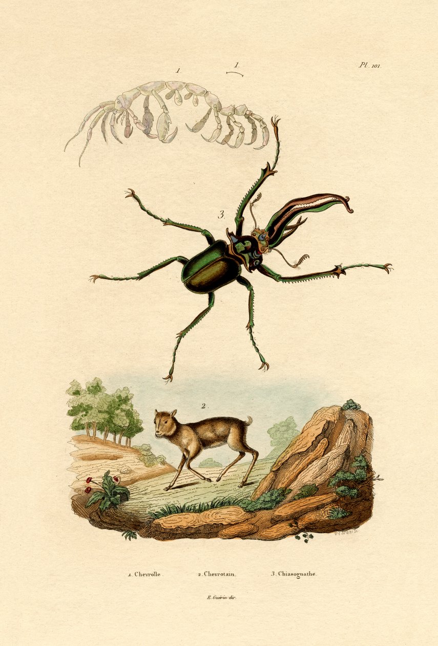 Mushjort, 1833-39 av French School