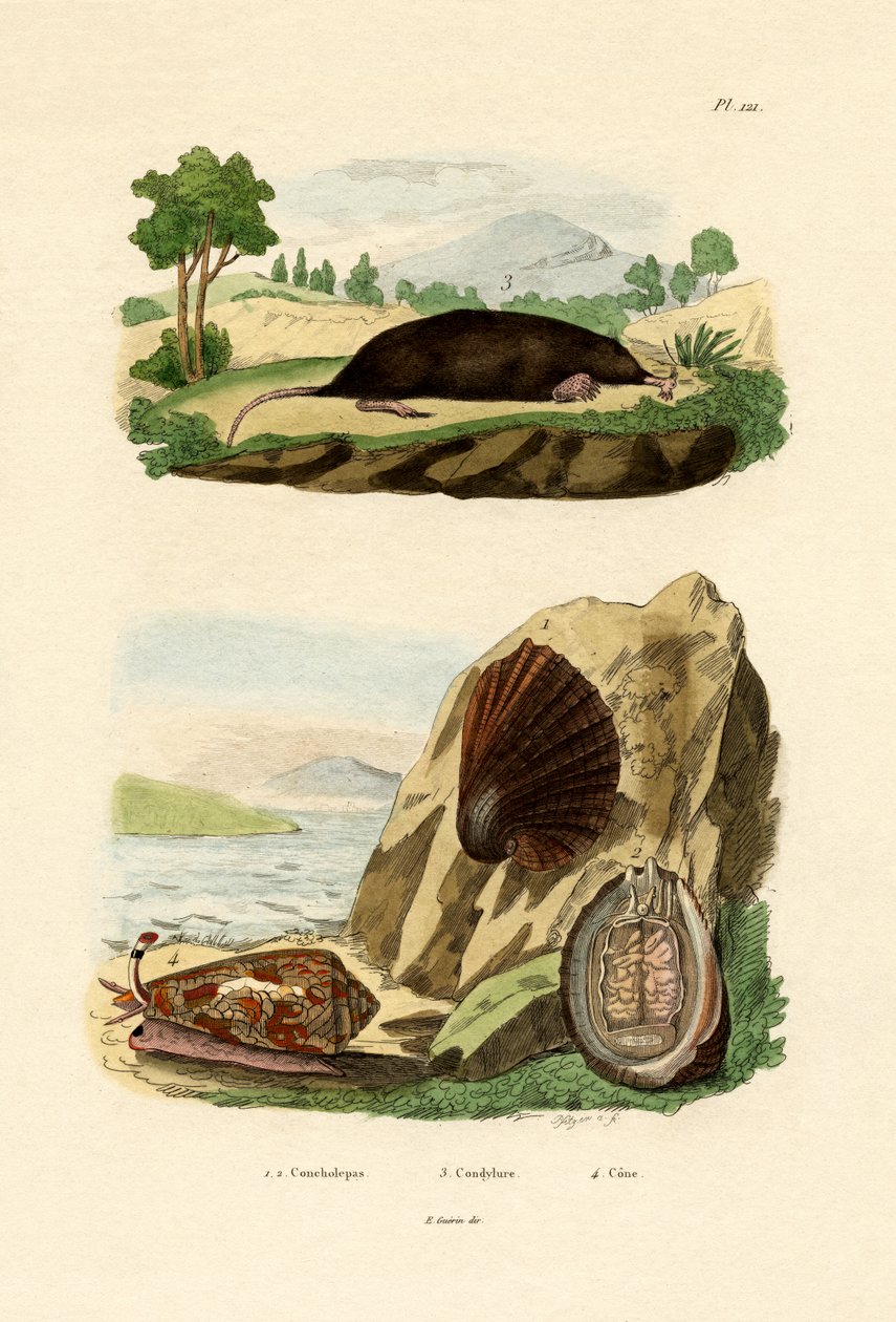 Infödd blötdjur, 1833-39 av French School
