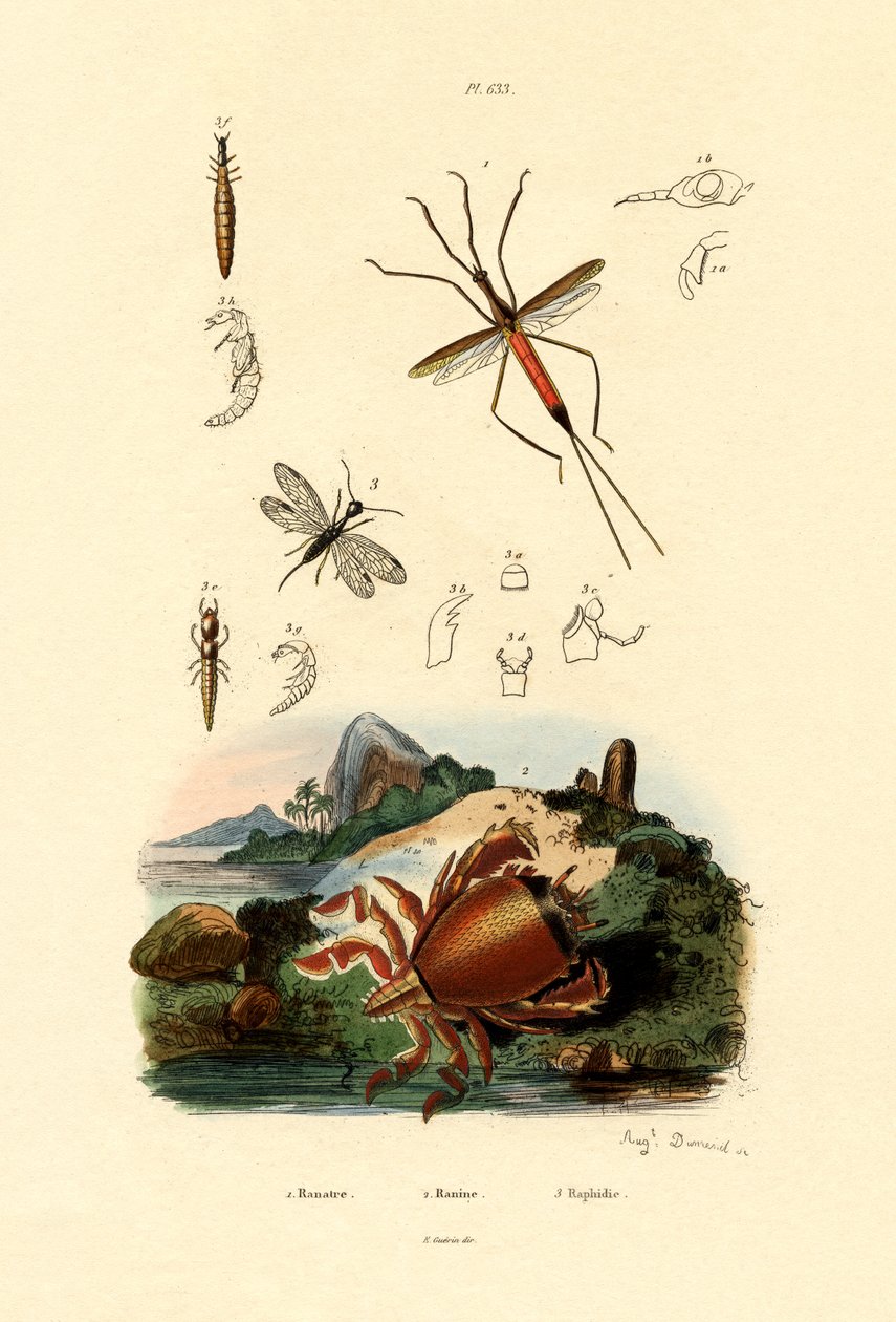 Nålbug, 1833-39 av French School