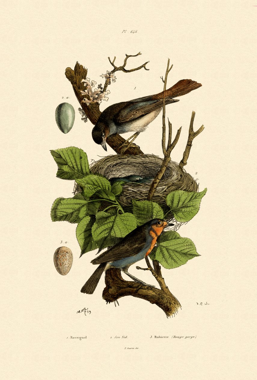 Näktergalen, 1833-39 av French School