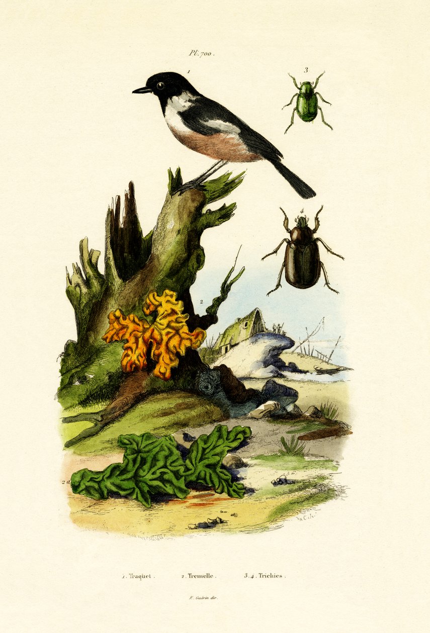 Nordvetear, 1833-39 av French School
