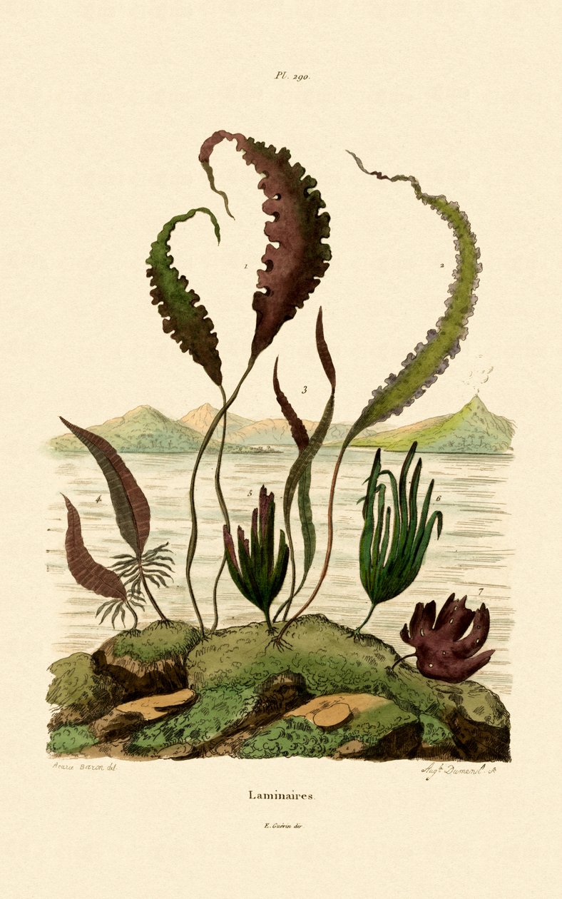 Årgräs, 1833-39 av French School