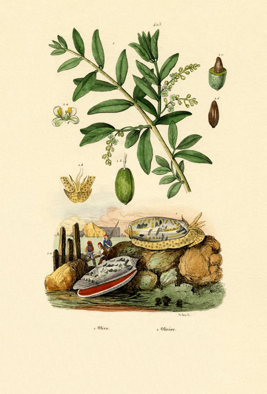 Olivskal, 1833-39 av French School
