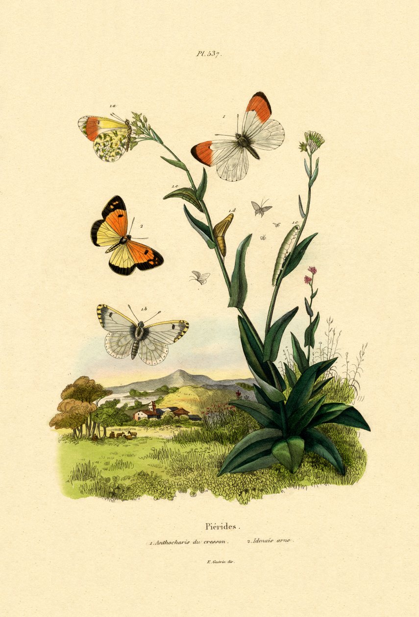 Orange spets, 1833-39 av French School