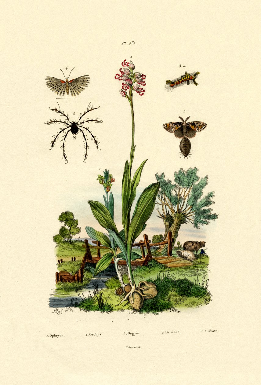 Orkidé, 1833-39 av French School