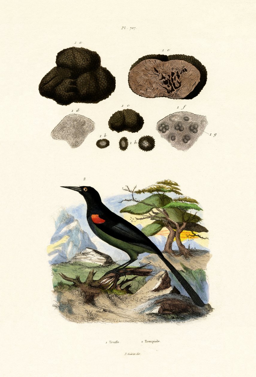 Oriole, 1833-39 av French School