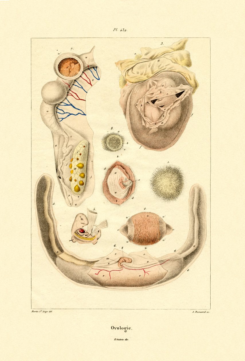 Ovology, 1833-39 av French School