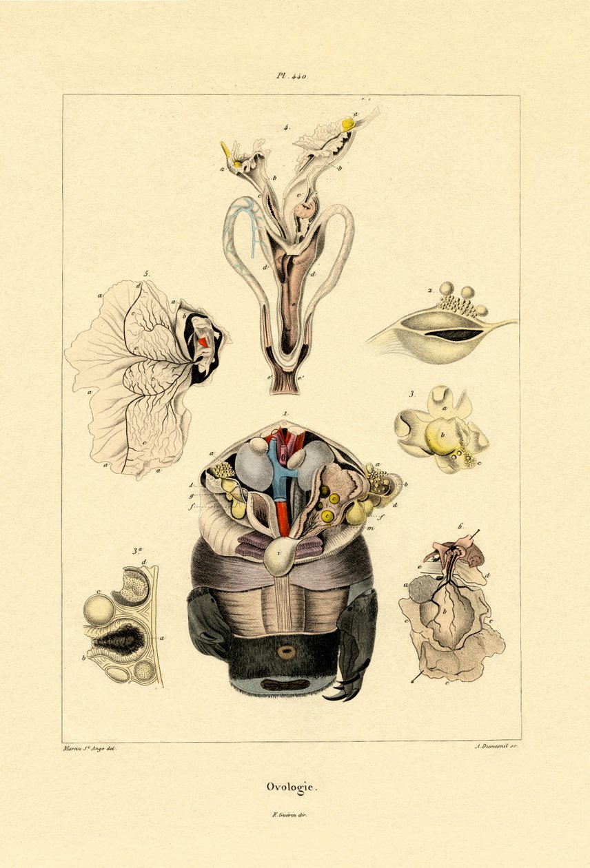 Ovology, 1833-39 av French School