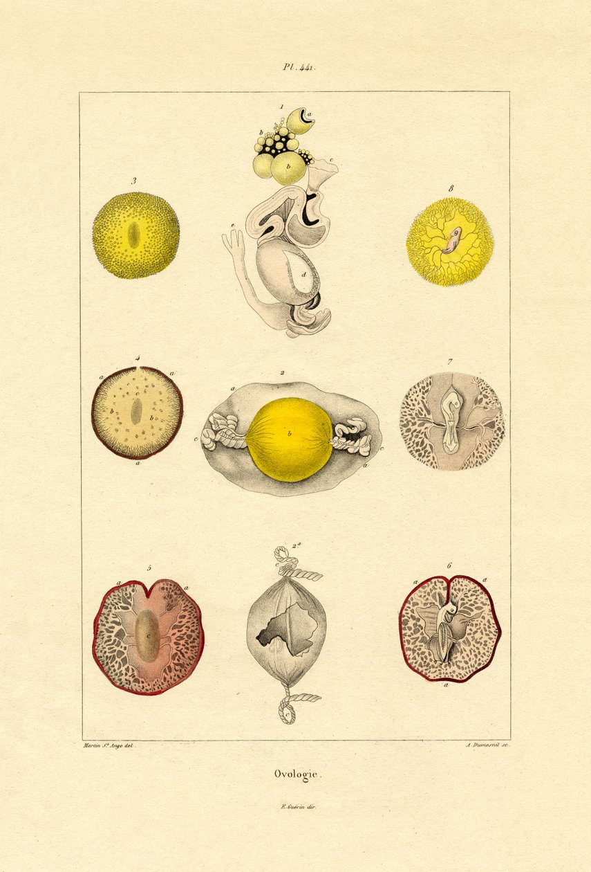 Ovology, 1833-39 av French School