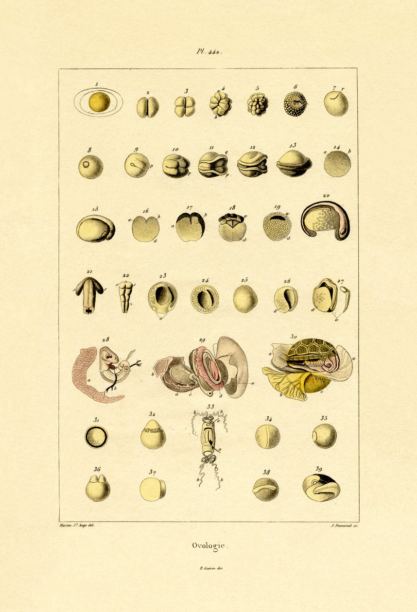 Ovology, 1833-39 av French School