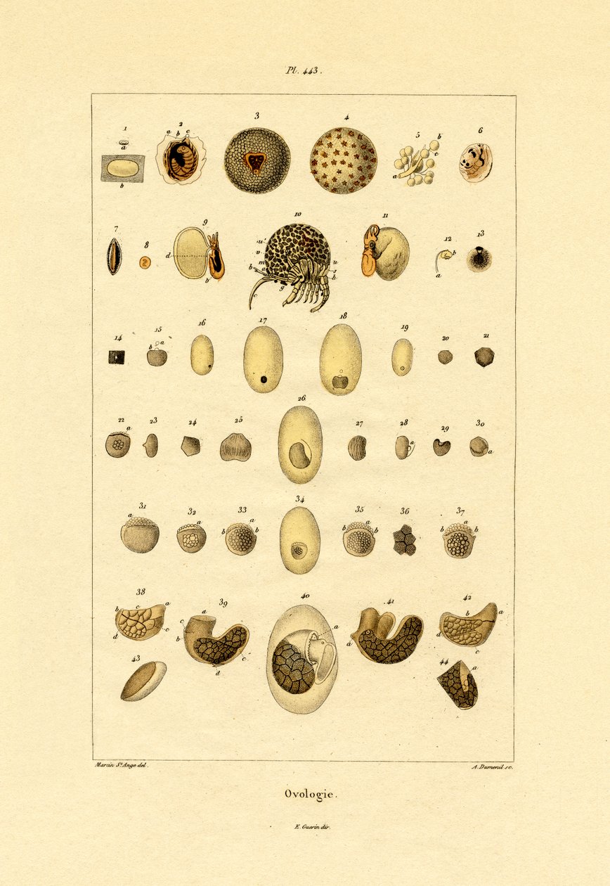 Ovology, 1833-39 av French School