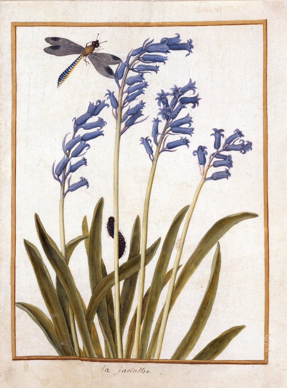 PD.126-1973f.36 Blåklocka och en trollslända, ca 1750 (wc och gouache på vellum) av French School