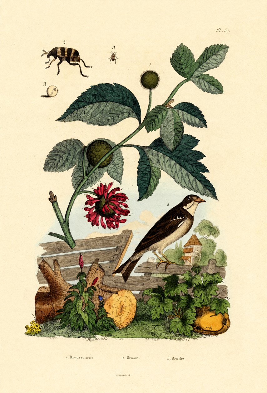Paper Mulberry, 1833-39 av French School