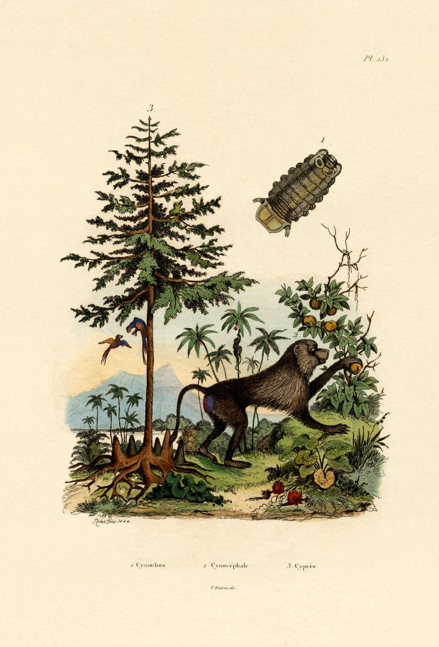 Parasitiskt kräftdjur, 1833-39 av French School