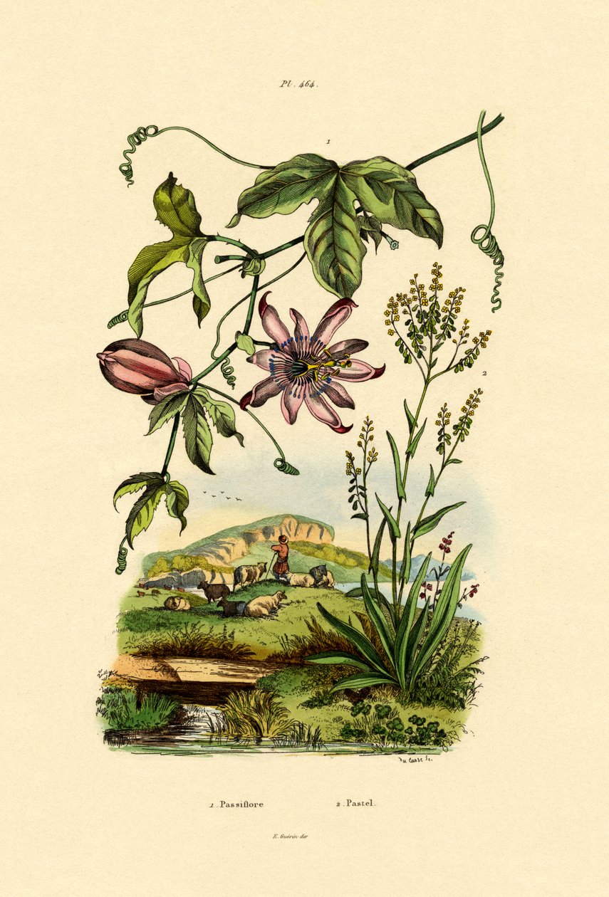 Passionsblomma, 1833-39 av French School