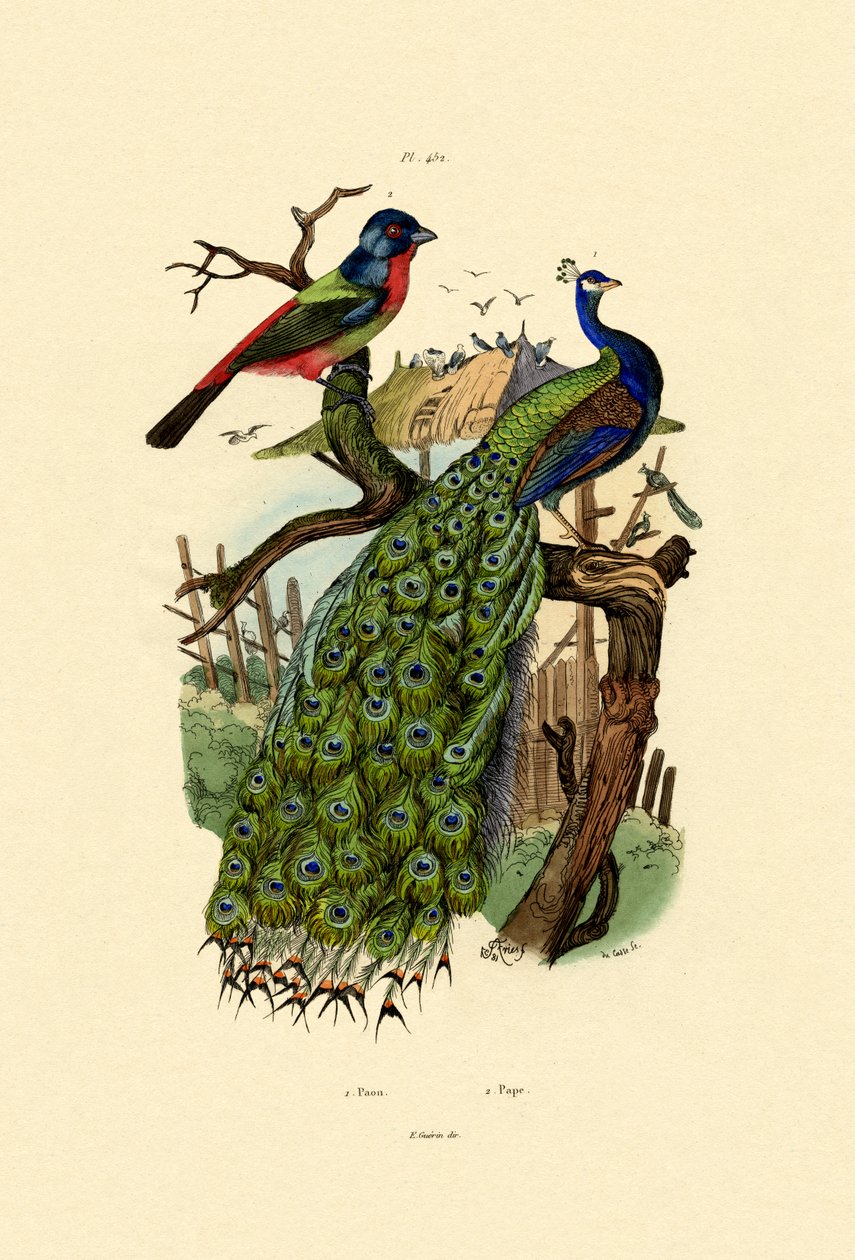 Påfågel, 1833-39 av French School