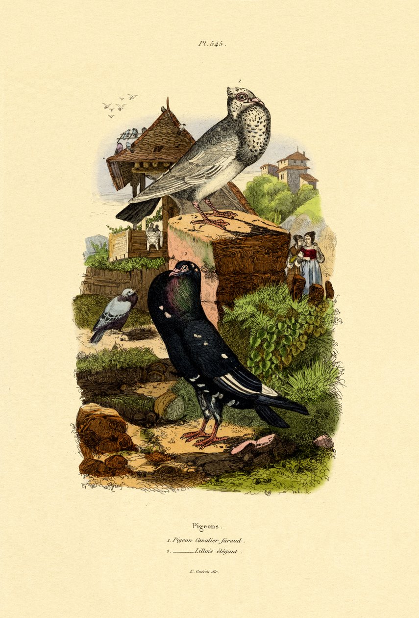 Duvor, 1833-39 av French School
