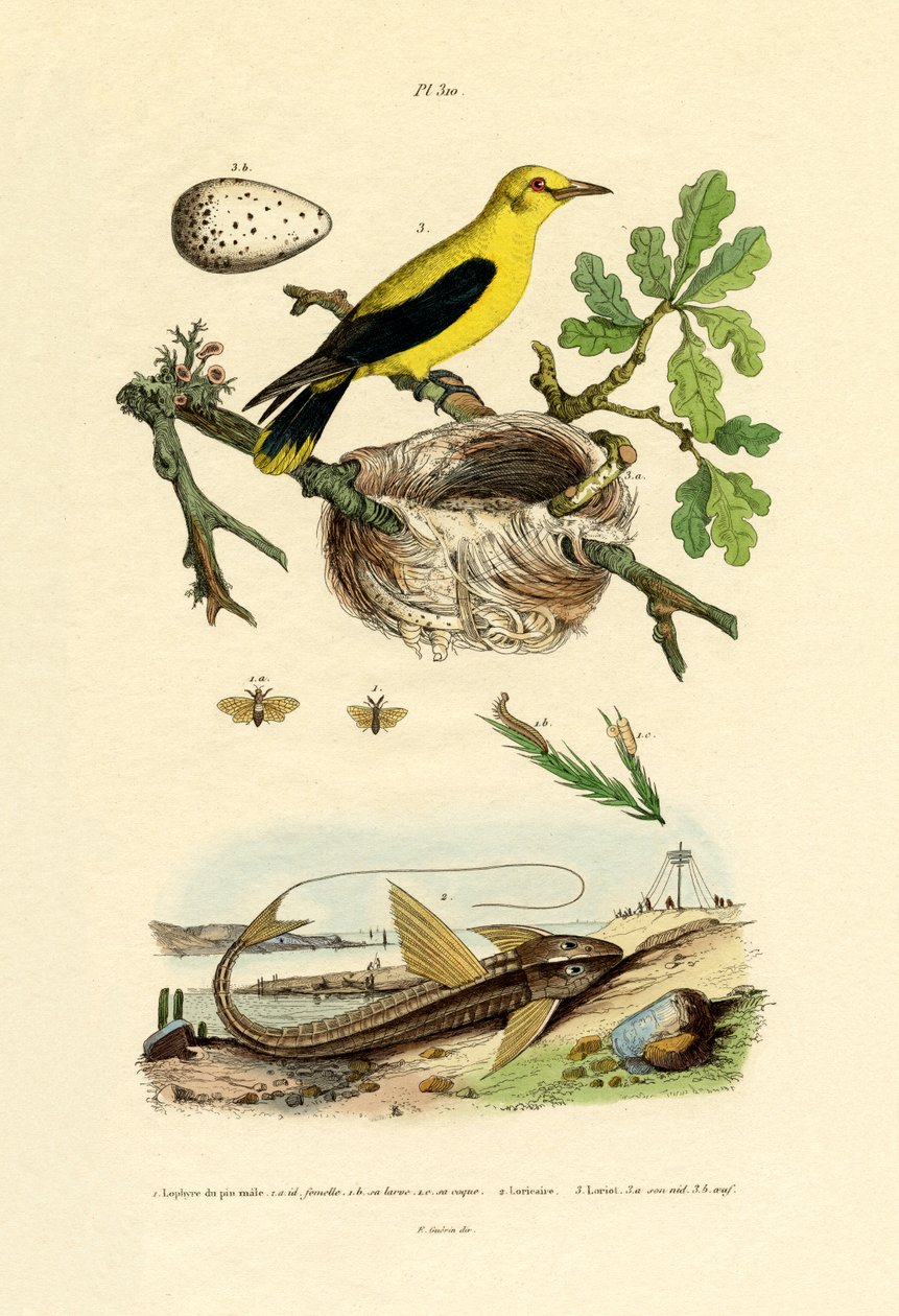 Pine Sawfly, 1833-39 av French School