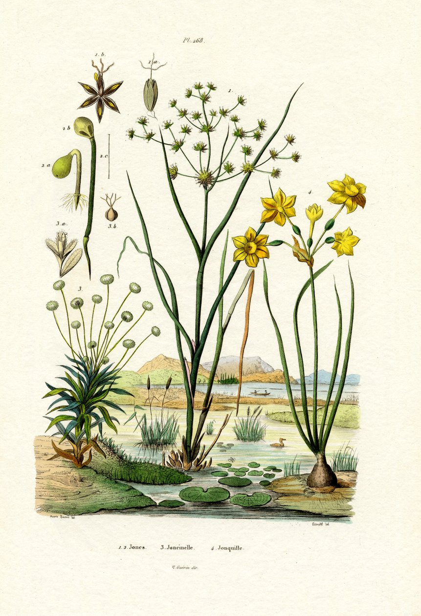 Pipwort, 1833-39 av French School
