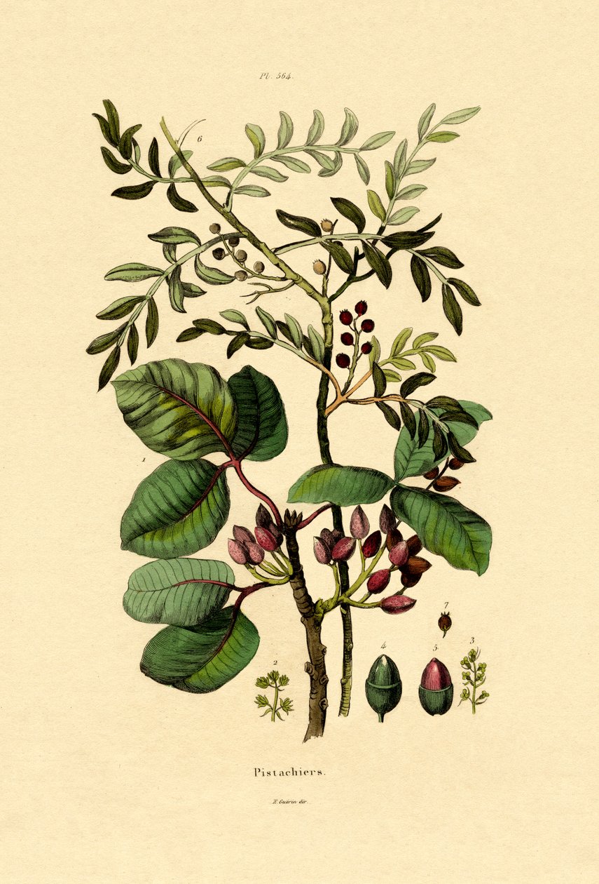 Pistasch, 1833-39 av French School