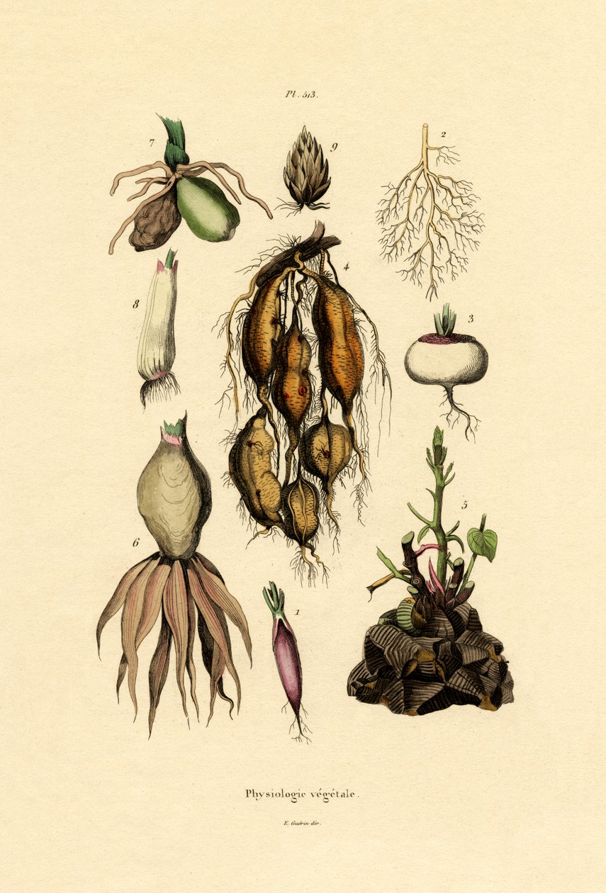 Växter, 1833-39 av French School