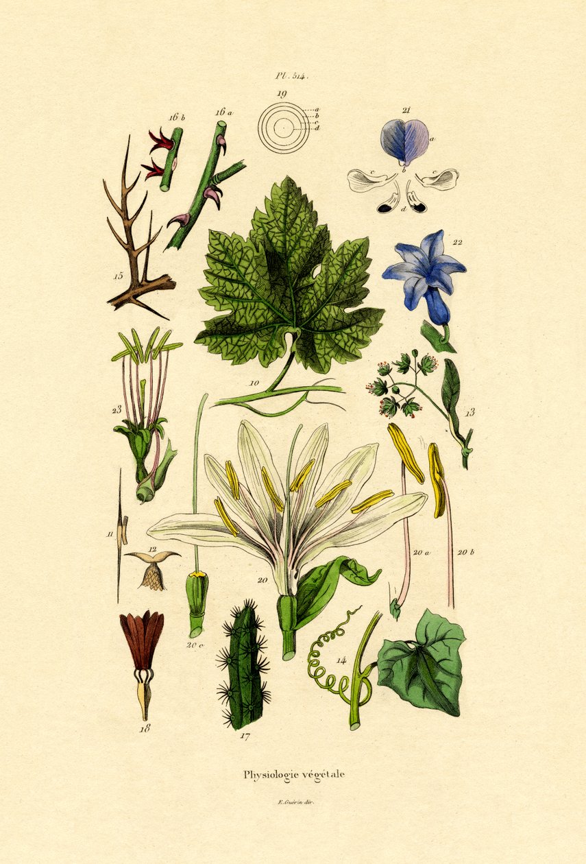 Växter, 1833-39 av French School