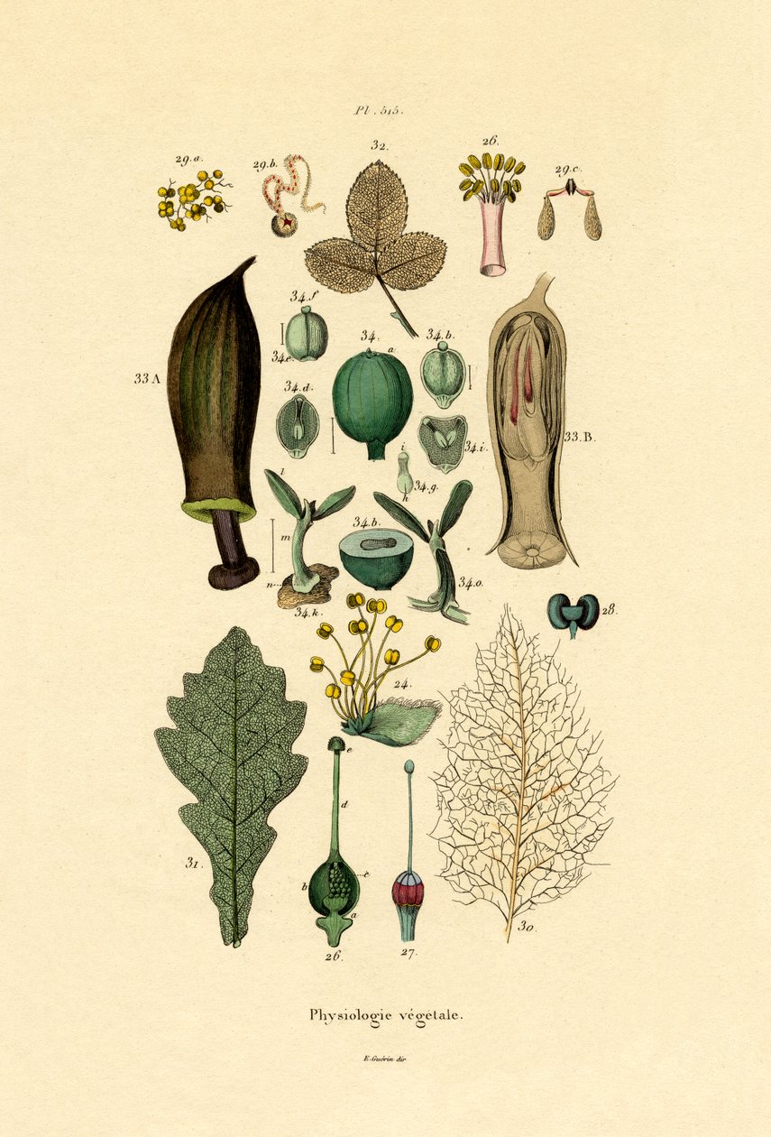 Växter, 1833-39 av French School