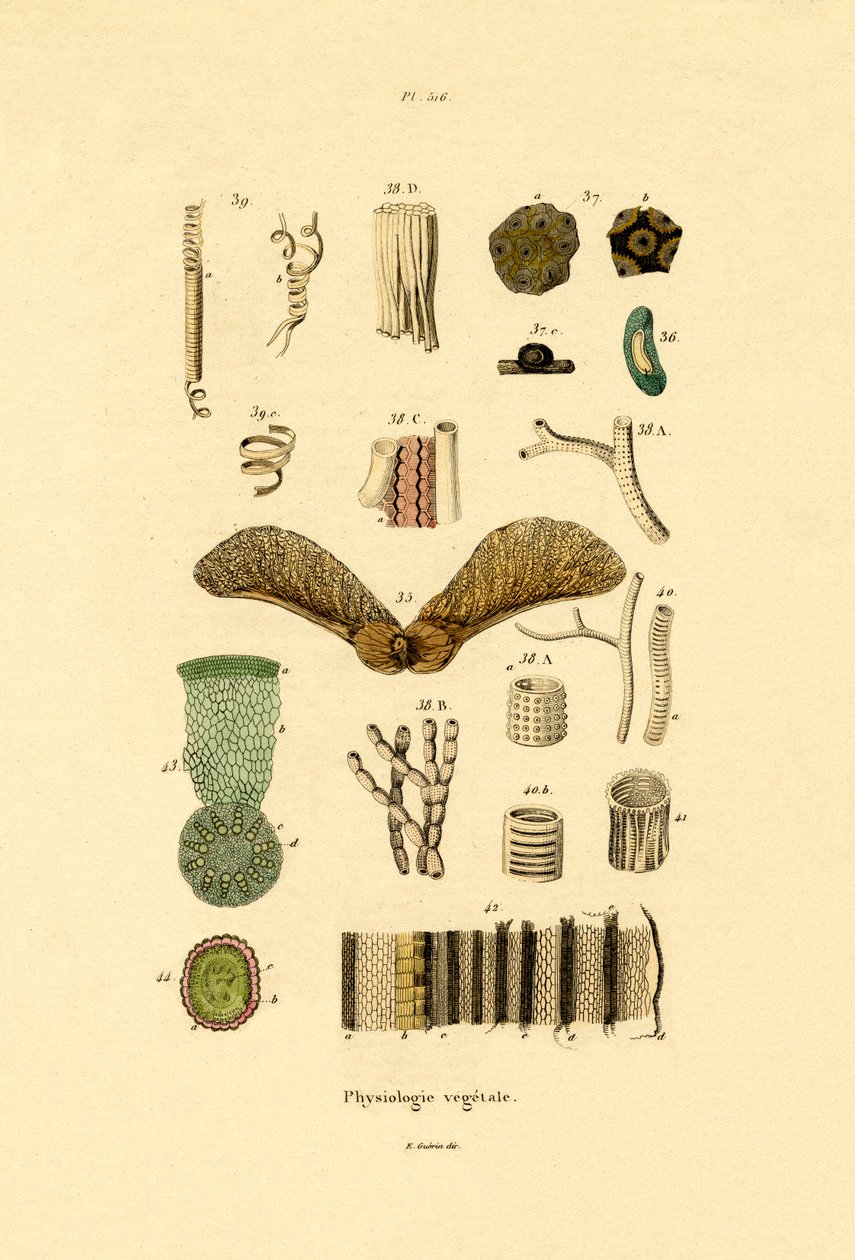 Växter, 1833-39 av French School
