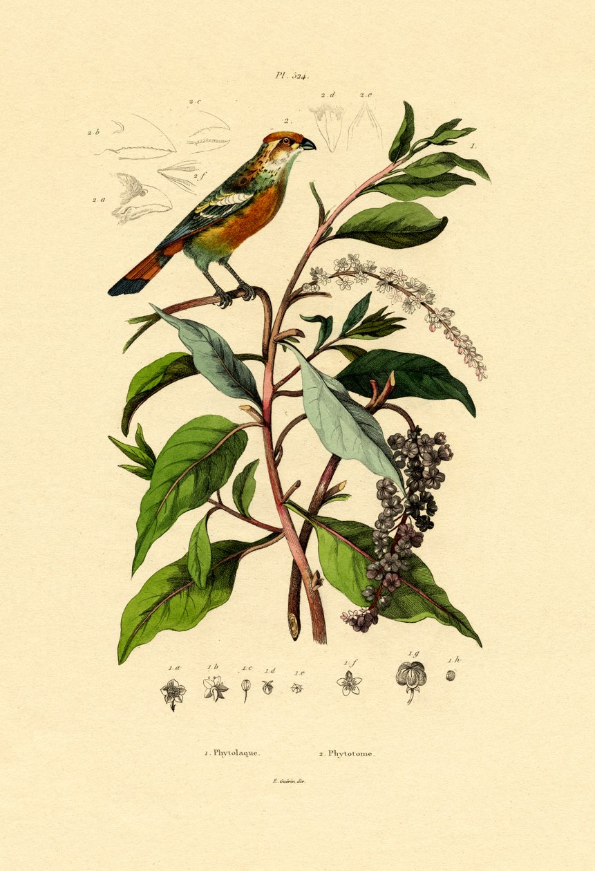 Pokeweed, 1833-39 av French School