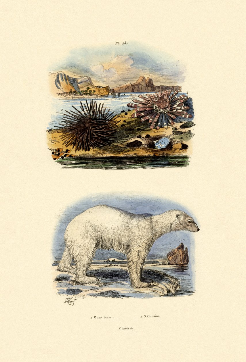 Isbjörn, 1833-39 av French School