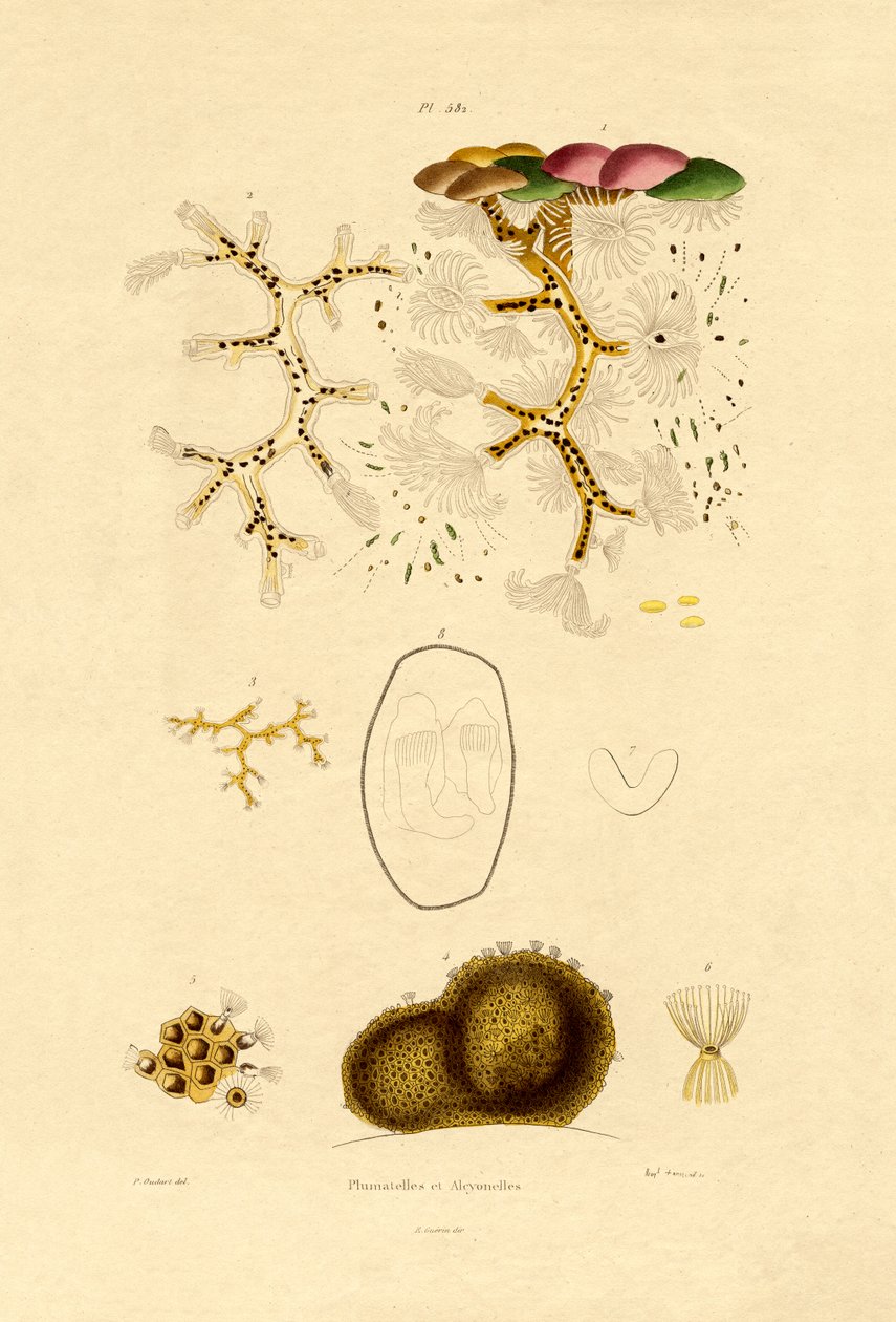 Polyp, 1833-39 av French School
