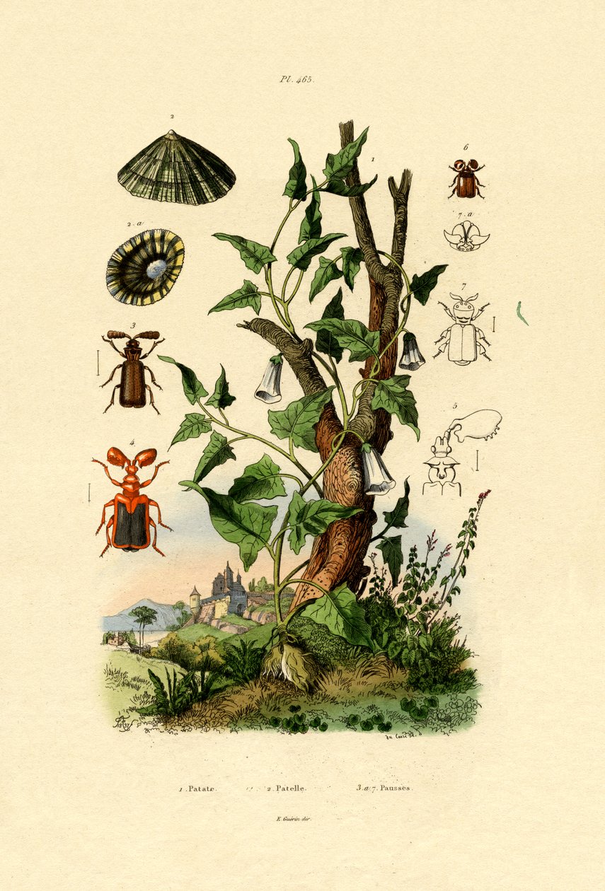 Potatis, 1833-39 av French School