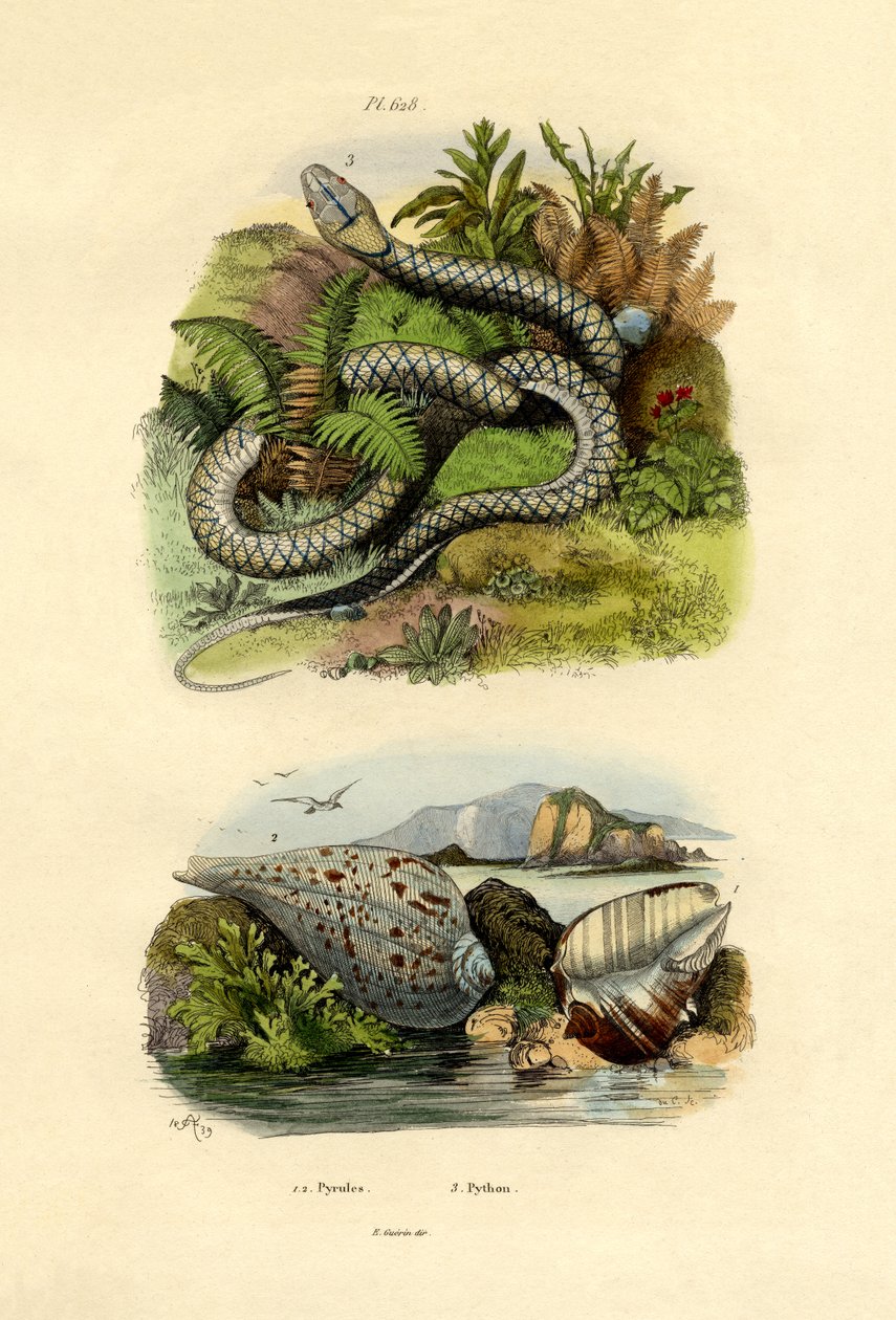 Pyrulasnäckor, 1833-39 av French School