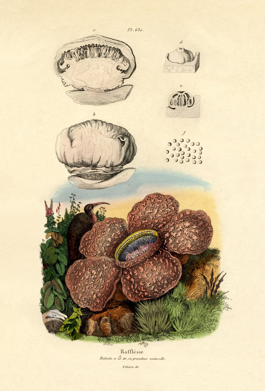 Rafflesia, 1833-39 av French School