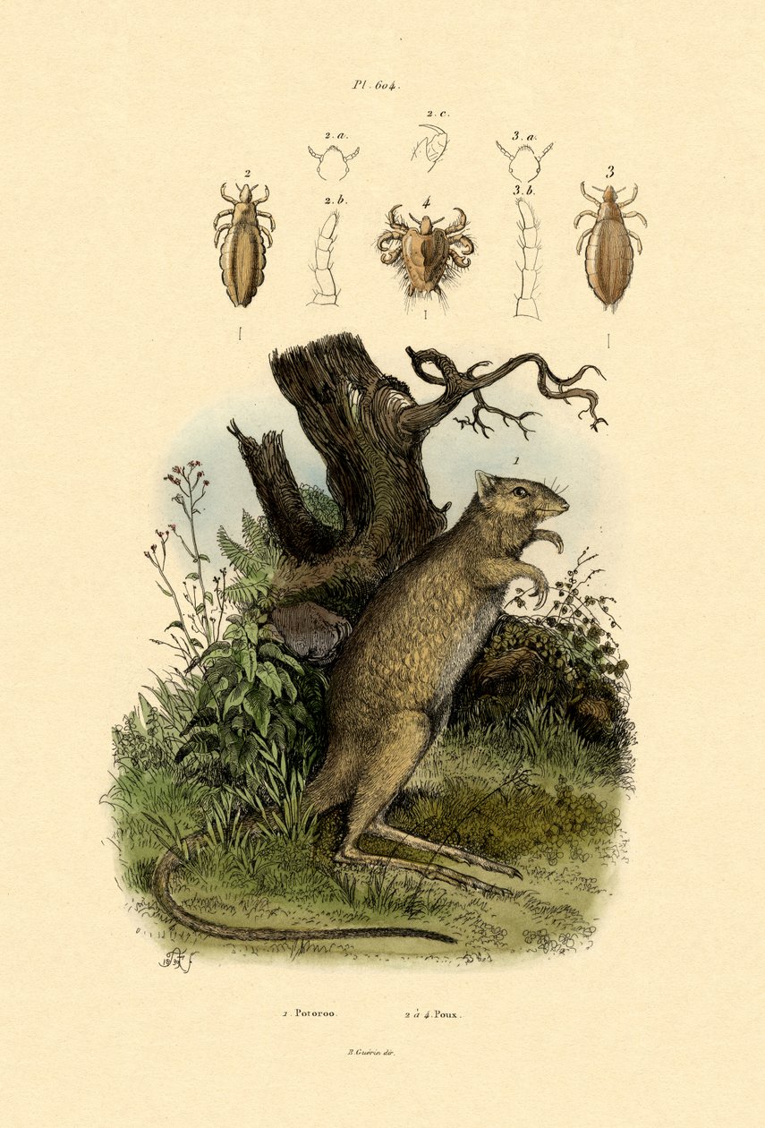 Råttkänguru, 1833-39 av French School