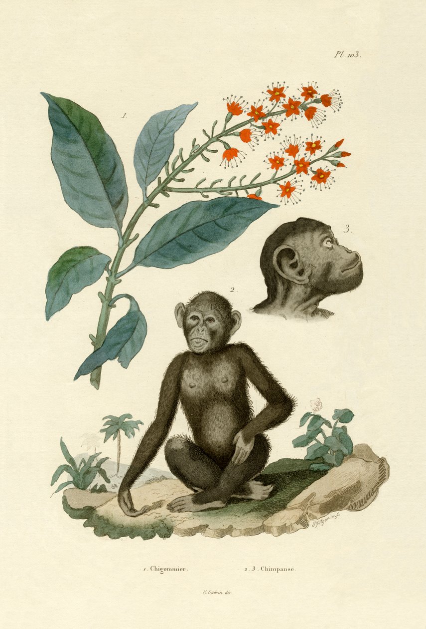 Red Bushwillow, 1833-39 av French School