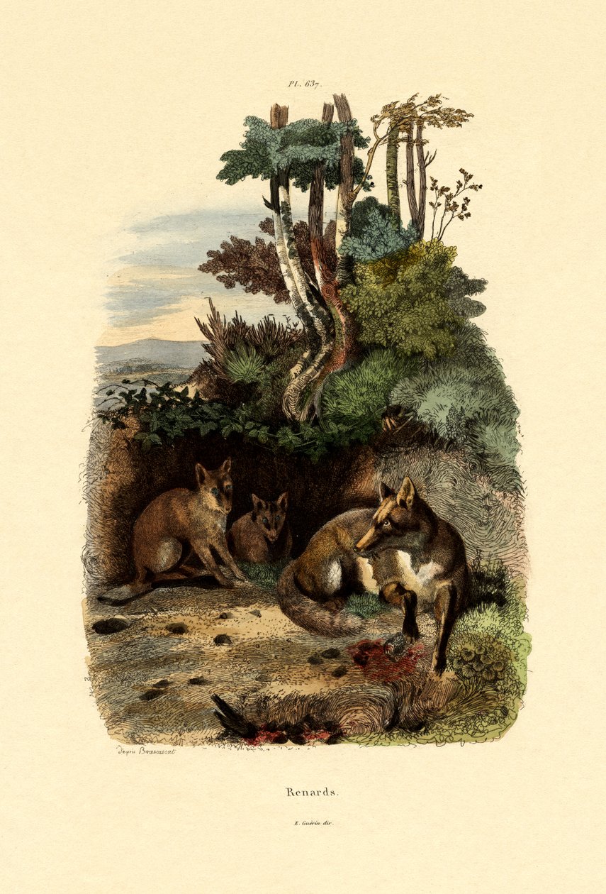 Röd räv, 1833-39 av French School