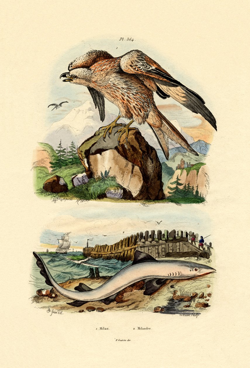 Röd drake, 1833-39 av French School