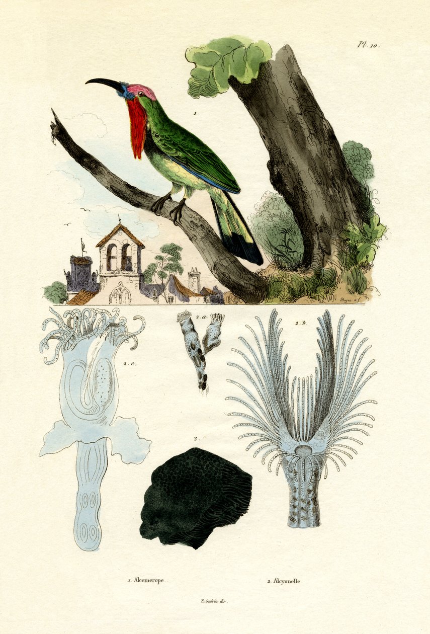Rödskäggig biätare, 1833-39 av French School