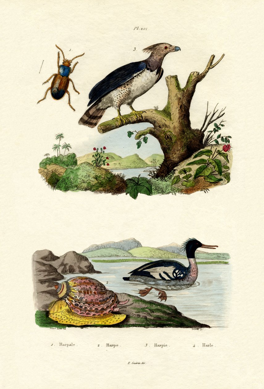 Rödbrystad tävla, 1833-39 av French School