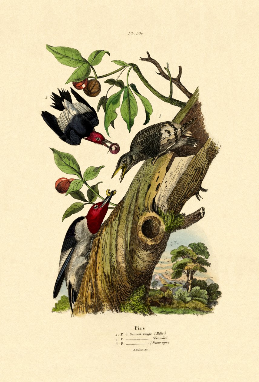 Rödhårig hackspett, 1833-39 av French School