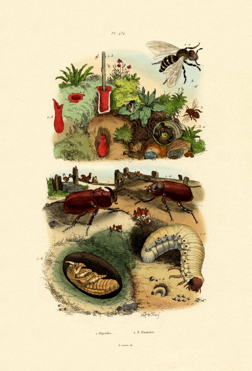 Noshörningsbagge, 1833-39 av French School
