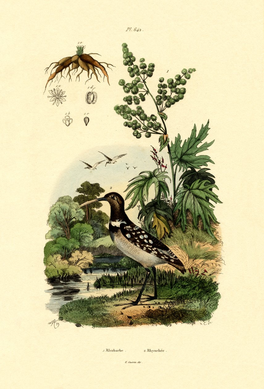 Rabarber, 1833-39 av French School