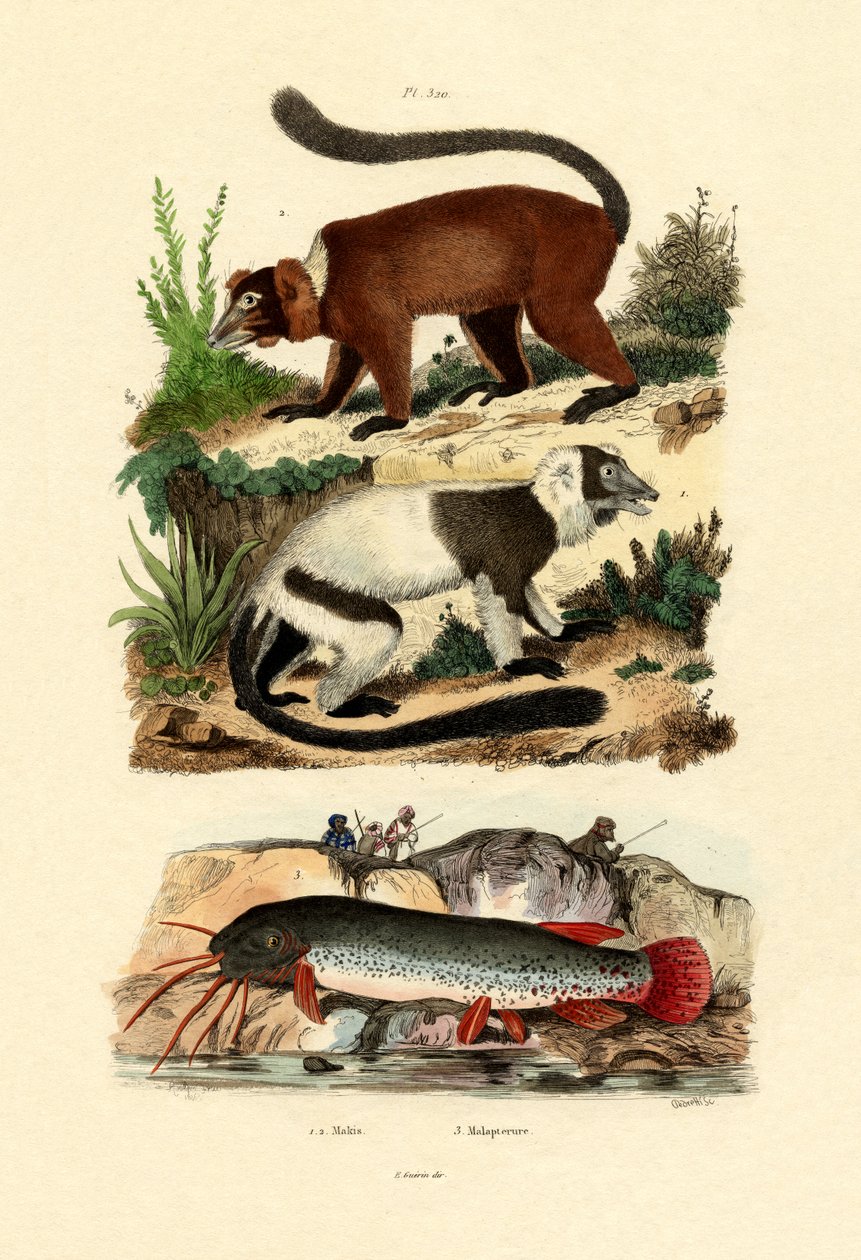 Ringsvanslemurer, 1833-39 av French School